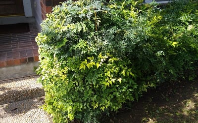 Photo of Lisa W.'s yard after getting landscaping in Devine, TX