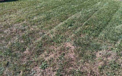 Photo of John B.'s yard after getting landscaping in Union, KY
