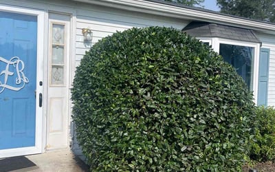 Photo of Troy H.'s yard after getting tree care in Lancaster, PA