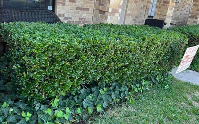 Photo of Mia J.'s yard after getting landscaping in Copeville, TX