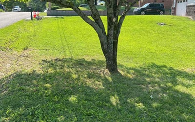 Photo of Lori B.'s yard after getting landscaping in Chattanooga, TN