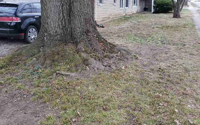 Photo of Susan T.'s yard after getting landscaping in New Palestine, IN