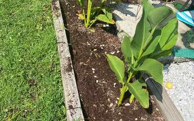 Photo of Donna M.'s yard after getting landscaping in Buckeystown, MD