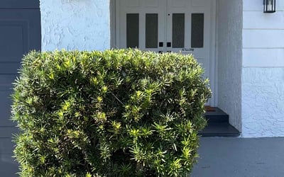 Photo of Stacey C.'s yard after getting landscaping in Belleair Beach, FL