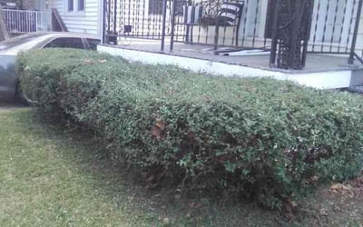 Photo of Turkessa A.'s yard after getting landscaping in Troy, MO