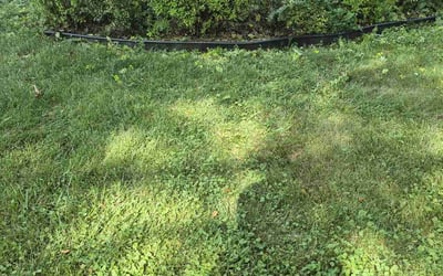 Photo of Annette B.'s yard after getting landscaping in Lisle, IL