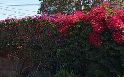 Photo of Sheryl L.'s yard after getting landscaping in Woodland Hills, CA