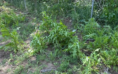 Photo of Dylan M.'s yard after getting landscaping in Hartsel, CO