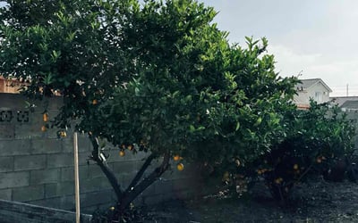 Photo of Anu R.'s yard after getting lawn care in Colton, CA