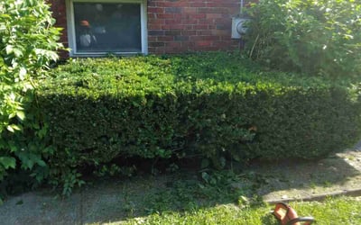 Photo of Scilla S.'s yard after getting landscaping in Oxford, OH