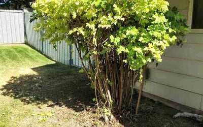 Photo of Kristen M.'s yard after getting landscaping in Nampa, ID
