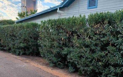 Photo of Ravi G.'s yard after getting tree care in Laveen, AZ