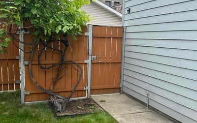 Photo of Remi G.'s yard after getting landscaping in Chicago, IL