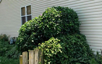 Photo of Michael S.'s yard after getting landscaping in Hilliard, OH