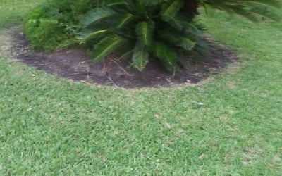 Photo of Pamela W.'s yard after getting landscaping in Ponte Vedra, FL