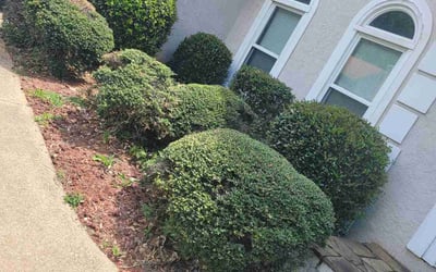 Photo of Vicki C.'s yard after getting tree care in Ellenwood, GA