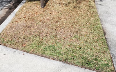 Photo of John B.'s yard after getting landscaping in Intercession City, FL