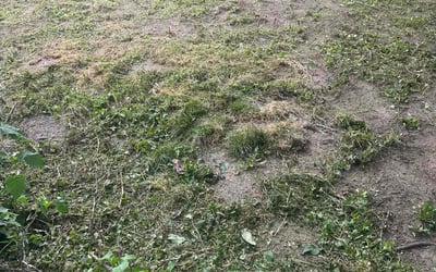 Photo of Greg A.'s yard after getting landscaping in Whiteland, IN