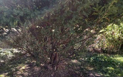 Photo of Tom G.'s yard after getting landscaping in Rockville, MO