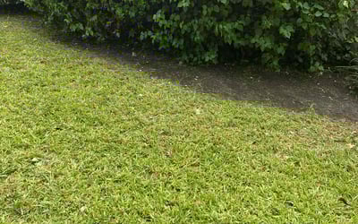 Photo of kathy s.'s yard after getting lawn care in Miami Beach, FL