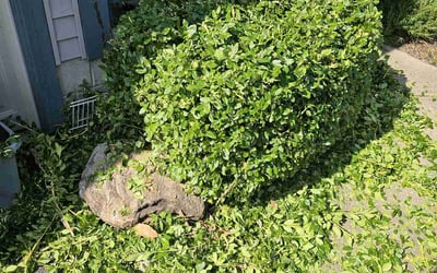 Photo of Michelle W.'s yard after getting landscaping in Croton, OH