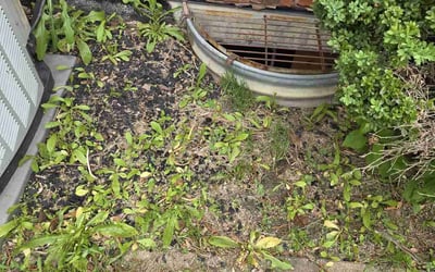 Photo of Beth D.'s yard after getting landscaping in Tinley Park, IL