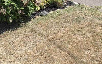 Photo of Patricia C.'s yard after getting landscaping in Milford, CT