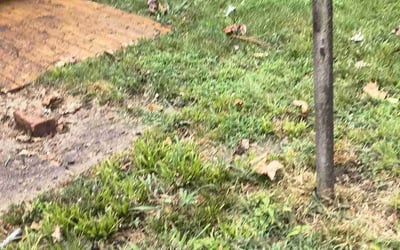 Photo of Patricia K.'s yard after getting landscaping in Adrian, MO