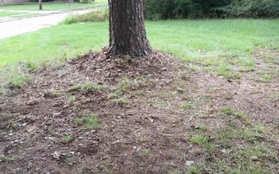 Photo of Anthony T.'s yard after getting landscaping in Maurepas, LA