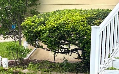 Photo of Cassandra M.'s yard after getting landscaping in Clarence Center, NY