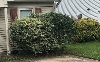 Photo of Stacy F.'s yard after getting landscaping in New Point, VA