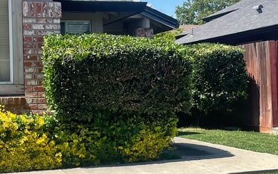 Photo of Wendy W.'s yard after getting landscaping in Pollock Pines, CA