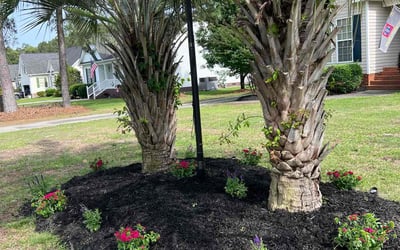 Photo of Christopher A.'s yard after getting landscaping in Lugoff, SC
