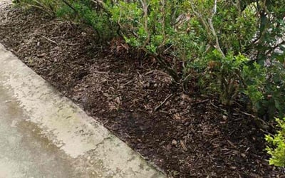 Photo of Michelle L.'s yard after getting landscaping in Ocoee, FL