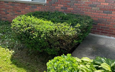 Photo of Marissa G.'s yard after getting landscaping in Hackettstown, NJ