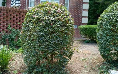 Photo of Edward E.'s yard after getting landscaping in Forsyth, GA
