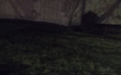 Photo of Shumeeke W.'s yard after getting tree care in Lees Summit, MO