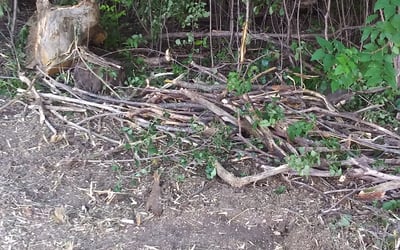 Photo of Liz F.'s yard after getting landscaping in Clear Lake, MN