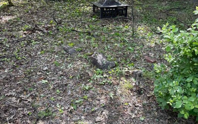 Photo of Daniel A.'s yard after getting lawn care in Rockville, MD