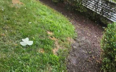 Photo of Sally S.'s yard after getting landscaping in Rapidan, VA