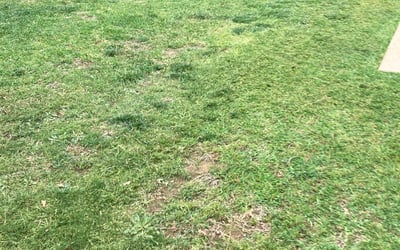 Photo of Jason K.'s yard after getting landscaping in Slidell, TX