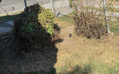 Photo of Jesse V.'s yard after getting tree care in San Francisco, CA