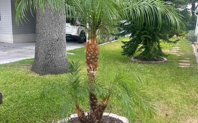 Photo of Leah H.'s yard after getting tree care in Crystal Beach, FL