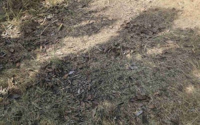Photo of Tim W.'s yard after getting landscaping in Ashland, OR