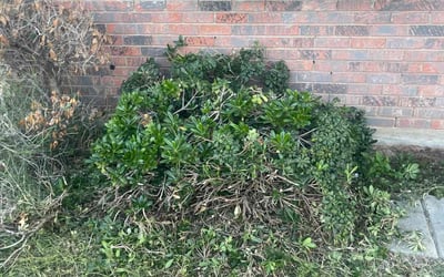 Photo of Alicia R.'s yard after getting landscaping in Fabens, TX