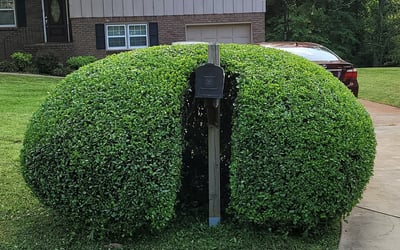 Photo of Matthew B.'s yard after getting landscaping in Waleska, GA