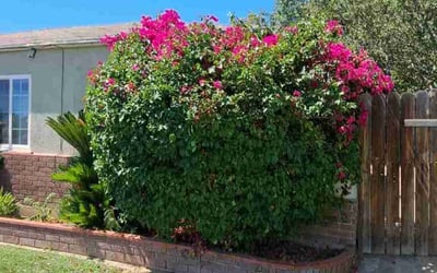 Photo of Cheryl G.'s yard after getting landscaping in Bakersfield, CA