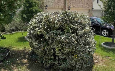 Photo of Ryan F.'s yard after getting landscaping in Manor, TX