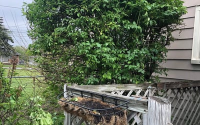 Photo of John C.'s yard after getting landscaping in Whiteland, IN