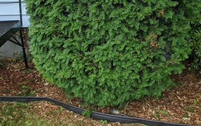 Photo of Nicole W.'s yard after getting landscaping in Orange, CT